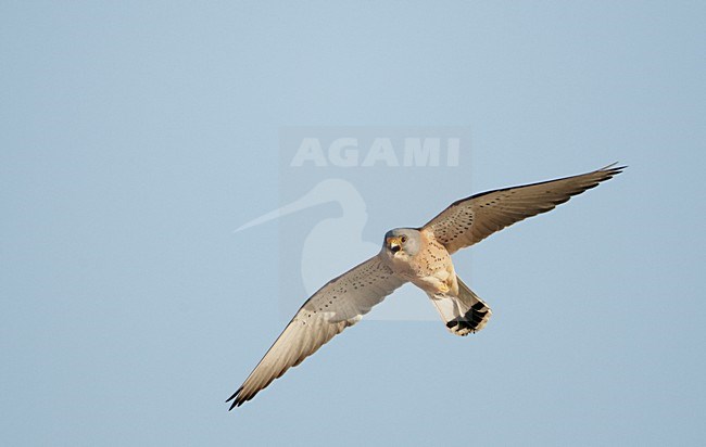 Mannetje Kleine torenvalk in vlucht, Male Lesser Kestrel in flight stock-image by Agami/Markus Varesvuo,