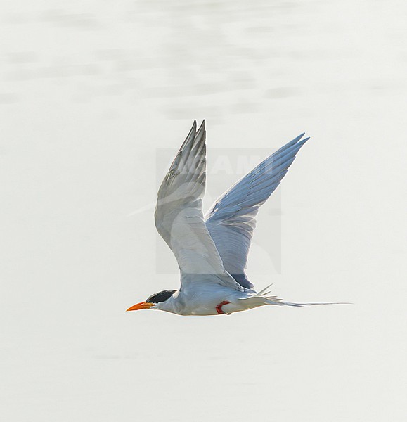 River Tern, Sterna aurantia, in India. stock-image by Agami/Marc Guyt,
