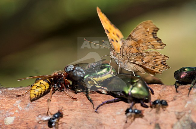 Foeragerende Gehakkelde aurelia, Foraging Comma stock-image by Agami/Rob de Jong,