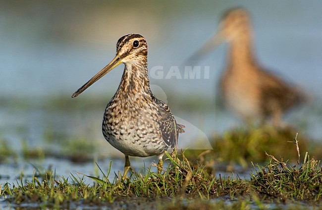 Watersnip, Common Snipe,Gallinago media stock-image by Agami/Hans Germeraad,