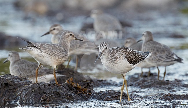 Juveniele Groenpootruiter; Juvenile Greenshank stock-image by Agami/Markus Varesvuo,