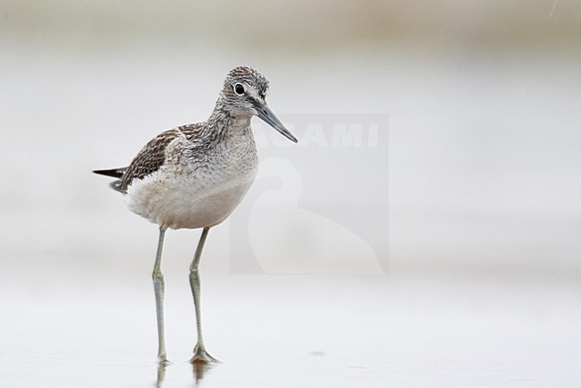 Groenpootruiter zomerkleed staand in water; Common Greenshank summerplumage perched in water stock-image by Agami/Markus Varesvuo,