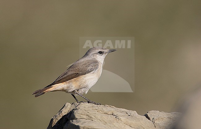 Red-tailed Wheatear, Oostelijke Roodstaarttapuit, Oenanthe chrysopygia stock-image by Agami/Arie Ouwerkerk,