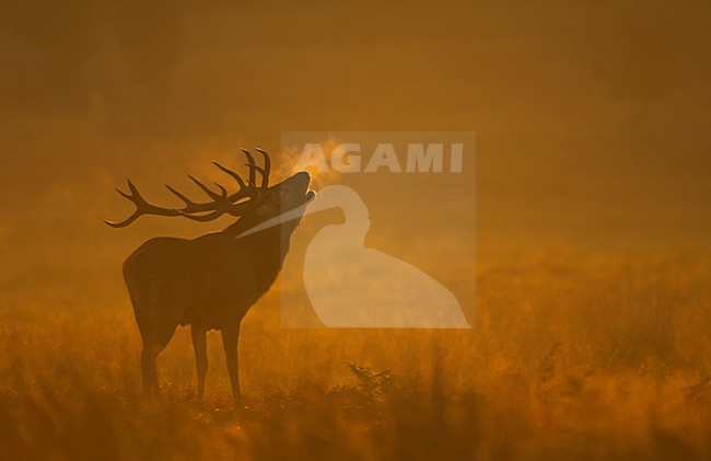 Mannetje Edelhert burlend in vroege ochtend, Red Deer male roaring in early morning stock-image by Agami/Danny Green,