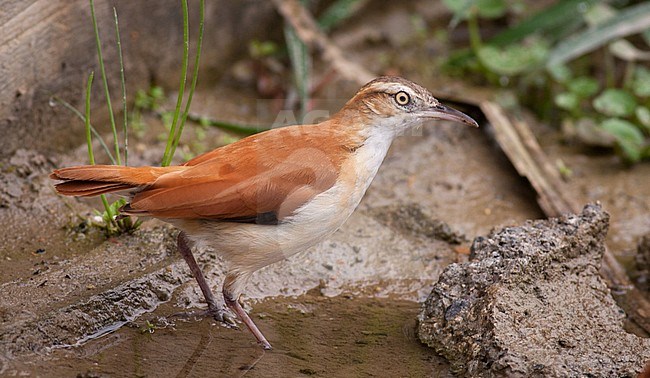 Pacific Hornero (Furnarius cinnamomeus) walking on the ground near Mindo, Pichincha, in Ecuador. stock-image by Agami/Ian Davies,