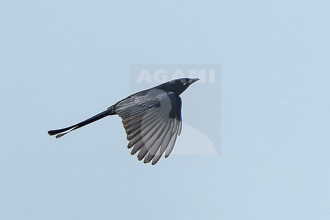 Flying Black Drongo, Dicrurus macrocercus, in India. stock-image by Agami/Dani Lopez-Velasco,