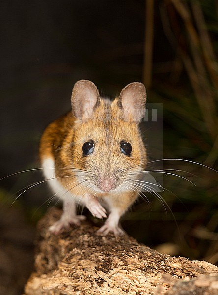 Grote Bosmuis, Yellow-necked Mouse,  Apodemus flavicollis stock-image by Agami/Theo Douma,