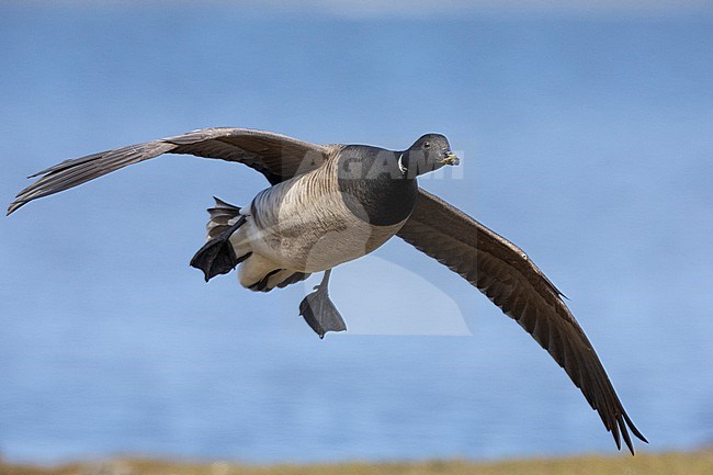 Brant Goose (Branta bernicla hrota), adult in flight, Capital Region, Iceland stock-image by Agami/Saverio Gatto,