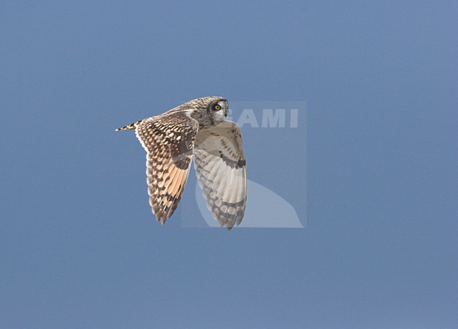 Velduil jagend; Short-eared Owl hunting stock-image by Agami/Ran Schols,