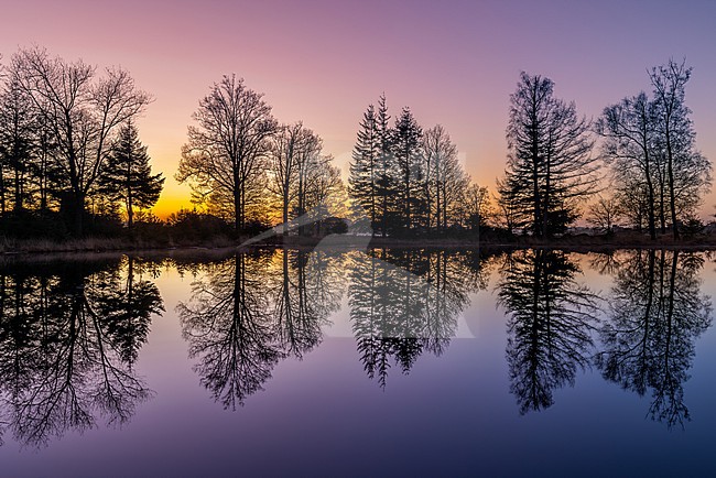 As dawn breaks over the Aekingerzand, a serene pond mirrors the stillness of the landscape. stock-image by Agami/Onno Wildschut,