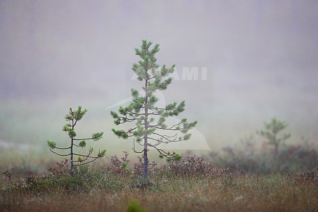 Taiga Finland stock-image by Agami/Menno van Duijn,