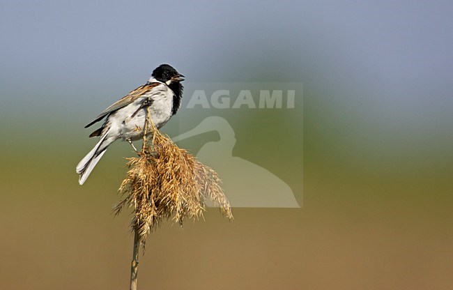 Adult mannetje Rietgors in zomerkleed zingend; Adult male Common Reedbunting singing stock-image by Agami/Markus Varesvuo,
