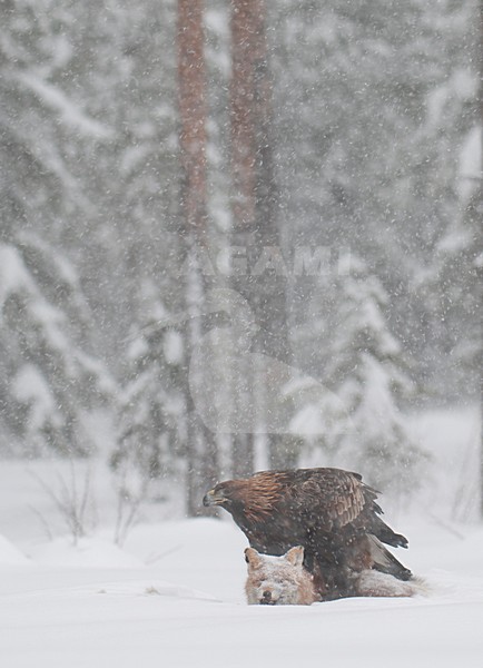 Juveniele Steenarend op dode vos; Juvenile Golden Eagle with dead fox stock-image by Agami/Han Bouwmeester,
