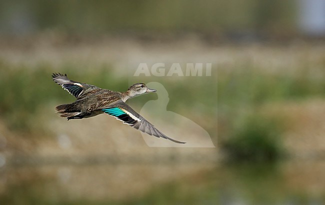 Wintertaling in vlucht; Teal in flight stock-image by Agami/Markus Varesvuo,