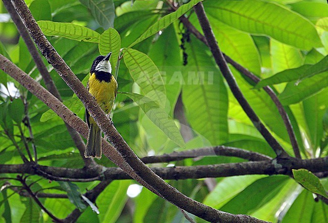 Babar Whistler (Pachycephala sharpei) on Babar island in the Lesser Sundas, Indonesia. stock-image by Agami/James Eaton,
