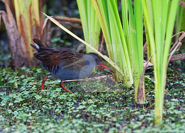 BogotÃ¡waterral in moerasgebied; Bogota Rail in wetland habitat stock-image by Agami/Marc Guyt,