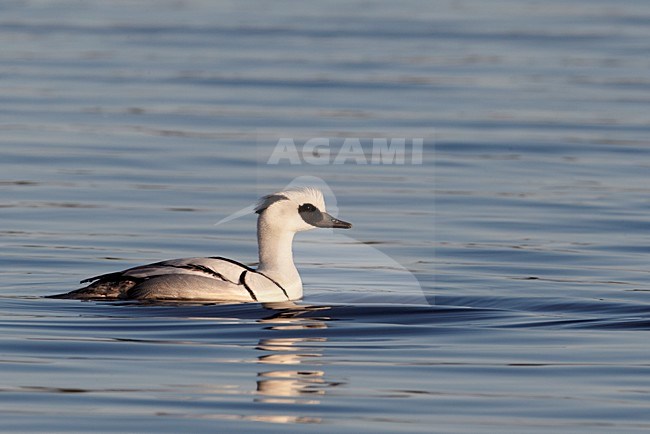 Zwemmend mannetje Nonnetje; Swimming male Smew stock-image by Agami/Markus Varesvuo,