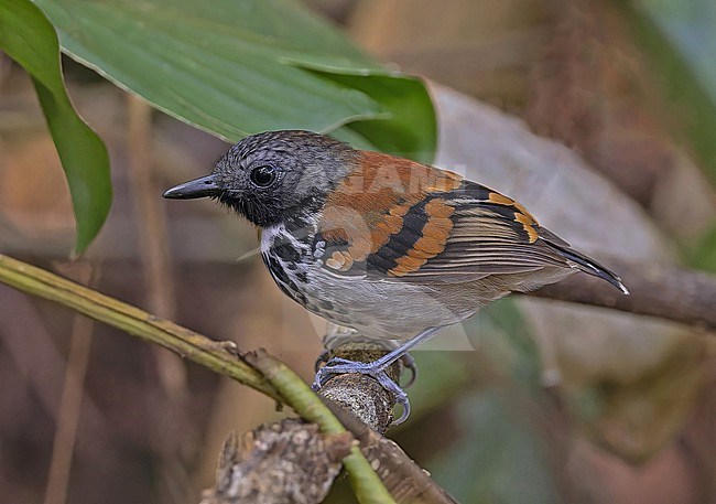 Spotted antbird (Hylophylax naevioides) in Panama. stock-image by Agami/Pete Morris,