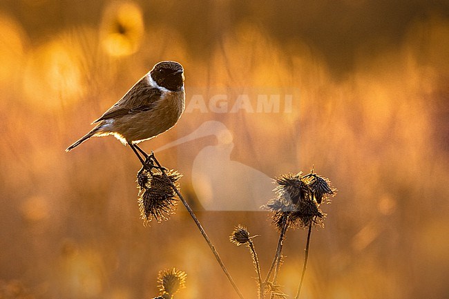 Perched male European Stonechat (Saxicola rubicola) in Italy. stock-image by Agami/Daniele Occhiato,