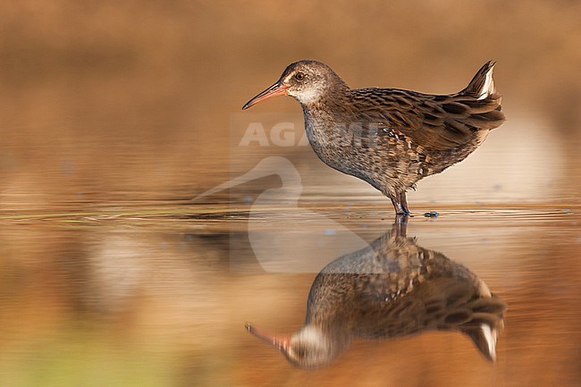 Western Water Rail - Wasserralle - Rallus aquaticus ssp. aquaticus, Greece, juvenile stock-image by Agami/Ralph Martin,