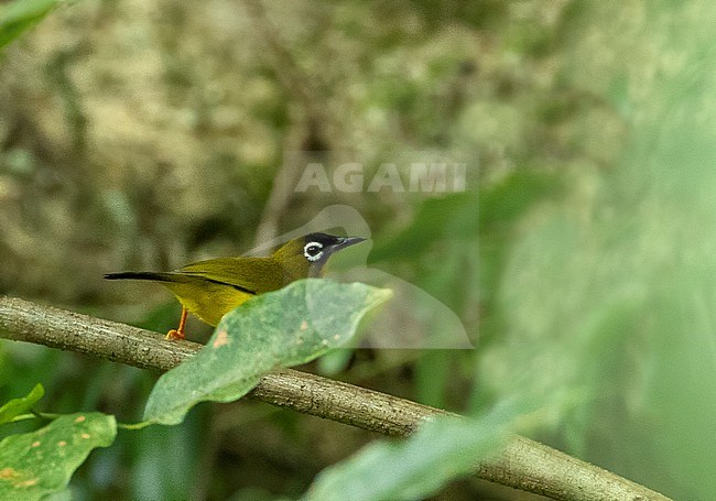 Ranongga White-Eye (Zosterops splendidus) perched in a bush. Endemic to Ranongga Island in the New Georgia Islands group, Solomon Islands. stock-image by Agami/Marc Guyt,
