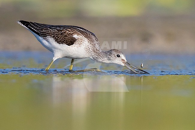 Greenshank (Tringa nebularia), side view of an adult catching fish in a pond, Campania, Italy stock-image by Agami/Saverio Gatto,