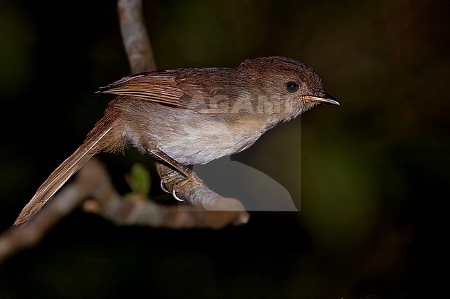 Javan Fulvetta (Alcippe pyrrhoptera) Perched on a branch in Java stock-image by Agami/Dubi Shapiro,