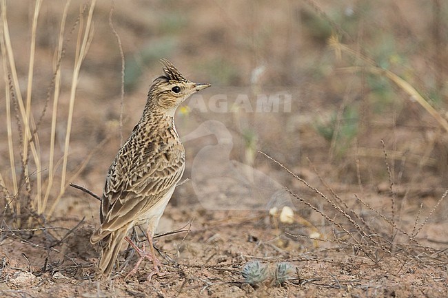 Adult Oriental Skylark (Alauda gulgula inconspicua), in breeding habitat in Tajikistan. Standing on arid ground and looking alert over shoulder. stock-image by Agami/Ralph Martin,