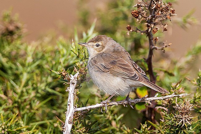 First-winter Booted Warbler (Iduna caligata) on the island Ouessant in France. stock-image by Agami/Rafael Armada,