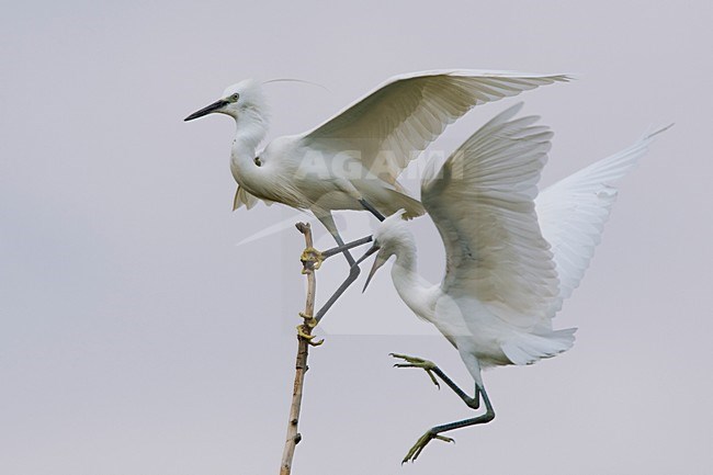 Vechtende Kleine Zilverreiger in kolonie; Little Egrets fighting in colony stock-image by Agami/Daniele Occhiato,