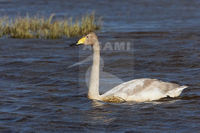 Onvolwassen Wilde Zwaan; Immature Whooper Swan stock-image by Agami/Markus Varesvuo,