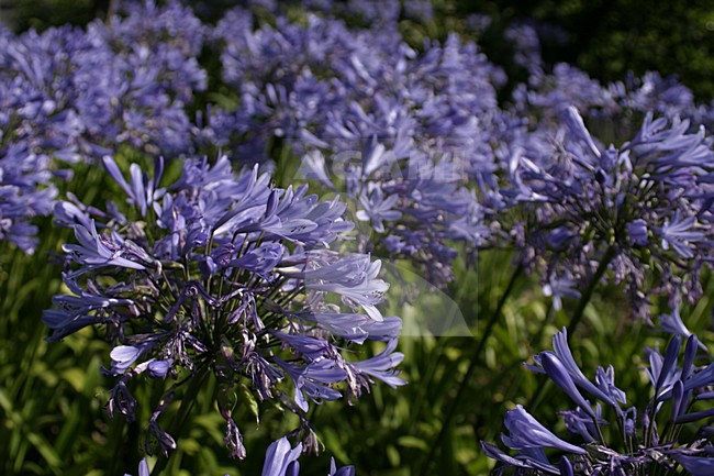 Bloem van Afrikaanse lelie, African Lily flower stock-image by Agami/Menno van Duijn,