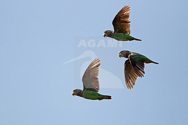 Brown-necked Parrot (Poicephalus fuscicollis) in the Gambia. Three parrots in flight. stock-image by Agami/Harvey van Diek,