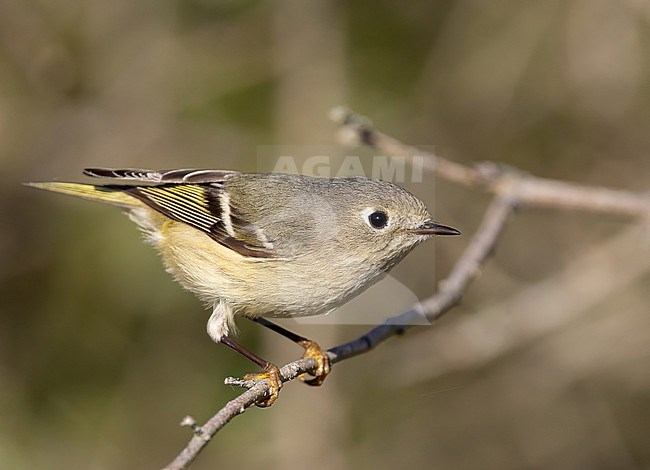 Ruby-crowned kinglet (Corthylio calendula) in North America. stock-image by Agami/Ian Davies,