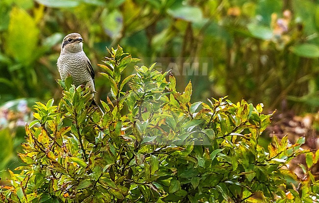First -winter Northern Shrike perched on hydrangeas in Caldera of Corvo, Azores, Portugal. October 19, 2014. First for WP. stock-image by Agami/Vincent Legrand,