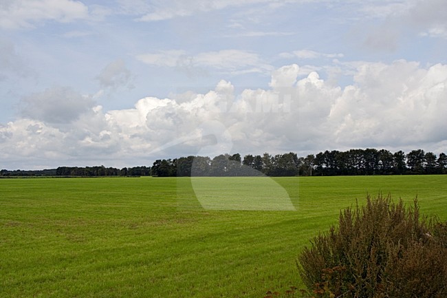Weiland in de Achterhoek; Meadow at Achterhoek stock-image by Agami/Marc Guyt,
