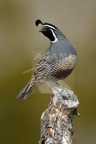 Mannetje Californische Kuifkwartel, Male California Quail stock-image by Agami/Brian E Small,
