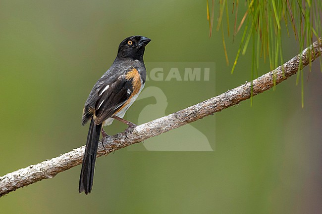 Adult male Eastern towhee, Pipilo erythrophthalmus
Miami-Dade Co., FL stock-image by Agami/Brian E Small,