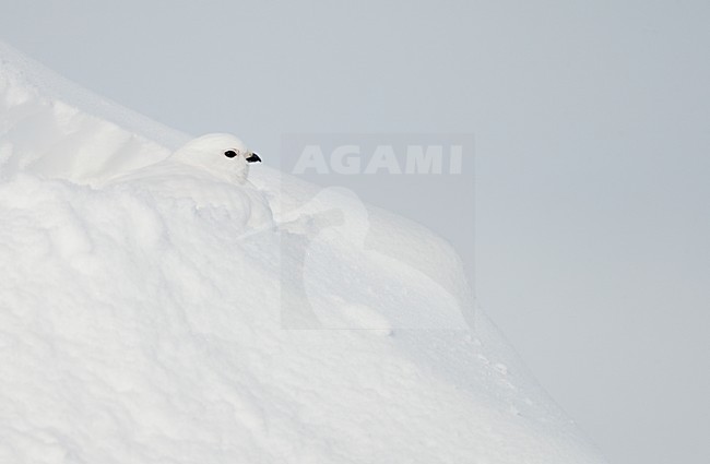 Alpensneeuwhoen in de sneeuw, Rock Ptarmigan in the snow stock-image by Agami/Markus Varesvuo,