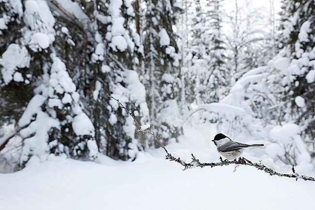 Matkop; Willow Tit; Parus montanus stock-image by Agami/Chris van Rijswijk,