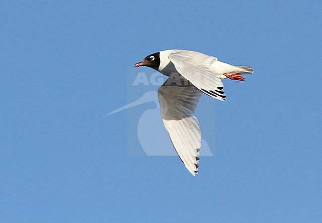 Relictmeeuw in vlucht; Relict Gull (Ichthyaetus relictus) flying stock-image by Agami/James Eaton,