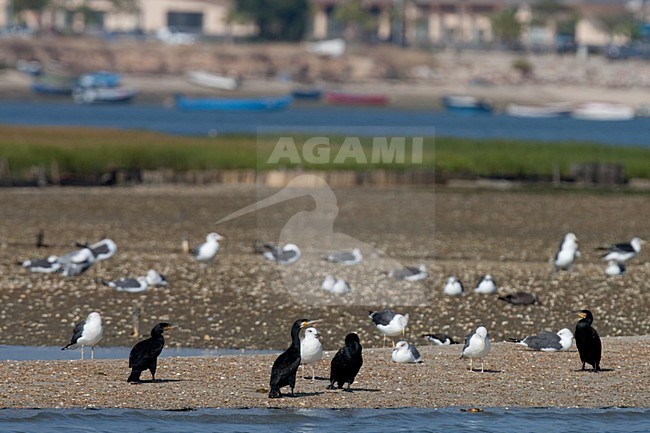 Aalscholver rustend op zandbank; Great Cormorant resting on sand bar stock-image by Agami/Arnold Meijer,