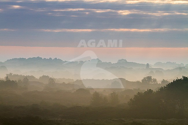Landscape dunes of Berkheide at dawn in Katwijk, Netherlands. Nature image from Holland. stock-image by Agami/Menno van Duijn,