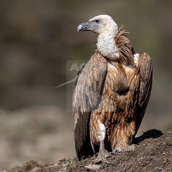 Griffon Vulture on the lookout stock-image by Agami/Onno Wildschut,