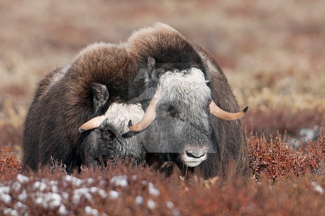 Muskusos op toendra; Muskox in tundra stock-image by Agami/Han Bouwmeester,