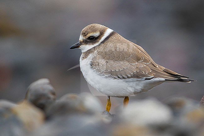 Common Ringed Plover (Charadrius hiaticula) adult winter perched stock-image by Agami/Daniele Occhiato,