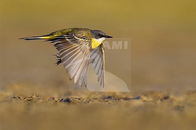 Adult Ashy-headed Wagtail, Motacilla flava cinereocapilla, in Italy. Taking off. stock-image by Agami/Daniele Occhiato,