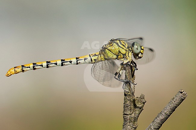 Vrouwtje Kleine tanglibel, Female Onychogomphus forcipatus albotibialis stock-image by Agami/Wil Leurs,
