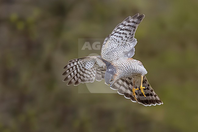 Adult male Eurasian Sparrowhawk (Accipiter nisus) in hunting mood dropping on prey in Loppem, West Flanders, Belgium. stock-image by Agami/Vincent Legrand,