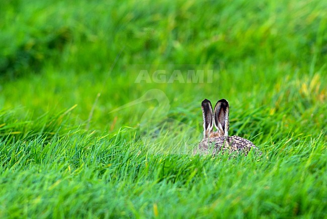 Europese Haas in weiland, European Hare in meadow stock-image by Agami/Hans Germeraad,